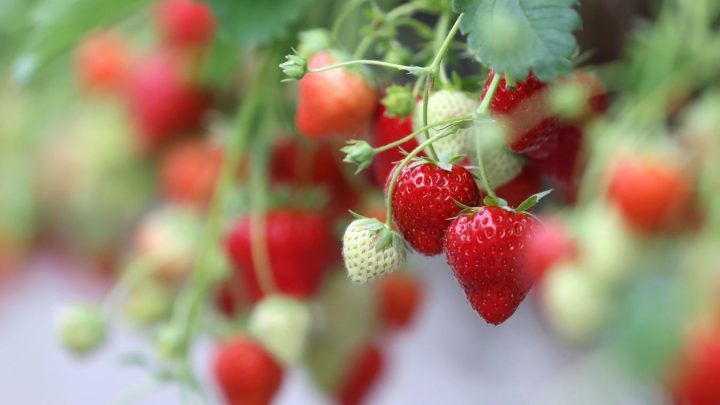 À vos CV ! Un producteur de fraises de Bavay recrute dix cueilleurs pour la belle saison